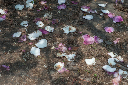 人们破坏植物园里的木兰照片
