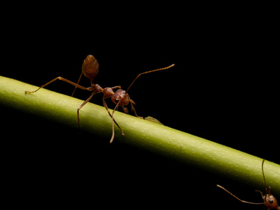 在黑色背景中的蚂蚁图片
