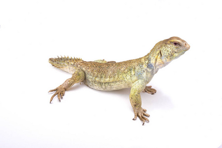 Uromastyx 元首, 高贵的刺尾蜥蜴, 索马里