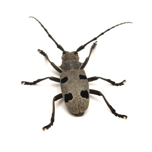 morimus funereus 甲虫被隔离在白色照片