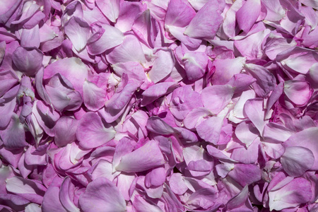 花瓣的茶叶玫瑰, 背景。许多花瓣的温柔粉红色的玫瑰