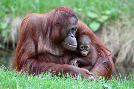猩猩母亲与婴孩接近射击