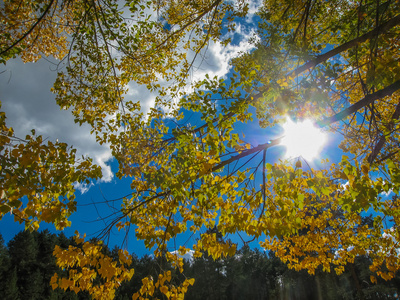 多彩的秋天的树木在森林和阳光