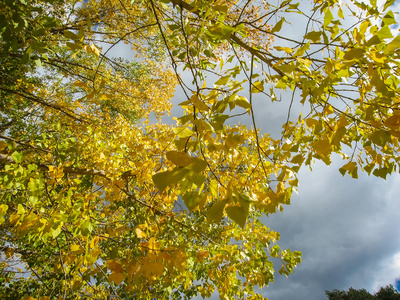 多彩的秋天的树木在森林和阳光