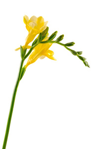 黄色小苍兰花 孤立 密切起来，白色背景