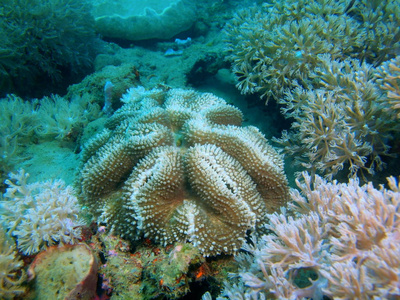 菲律宾吕宋岛，阿尼洛，石珊瑚惊人的和神秘的海底世界