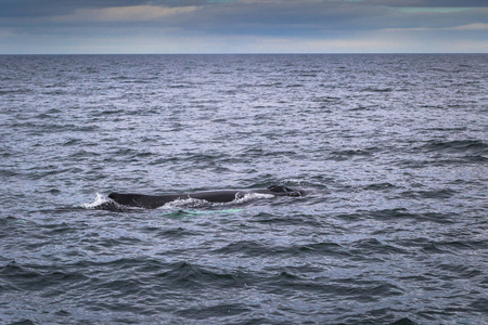 胡萨维克2018年5月07日 位于冰岛胡萨维克的鲸鱼观赏之旅中的驼背鲸