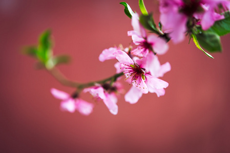 苹果花在春天开花