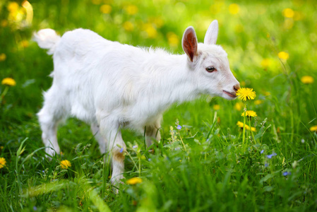 白色小山羊站立在绿色草与黄色蒲公英在一个晴朗的天