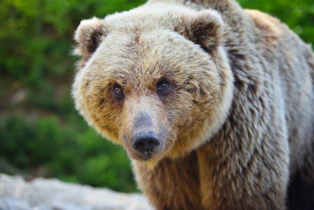 棕色的熊肖像。在森林里的大棕熊