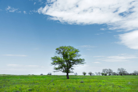 一棵孤独的绿树在草地的中间, 与蓝天的背景白云同在。春季景观