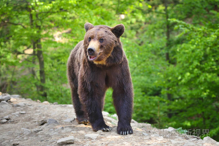 欧洲棕熊在夏天的森林景观。在森林里的大棕熊