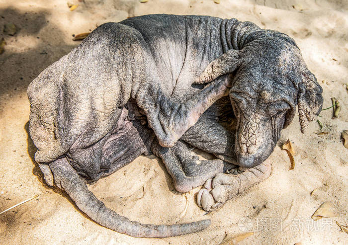 癞皮狗睡在地板上