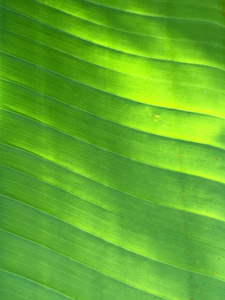 香蕉 leaf2.jpg