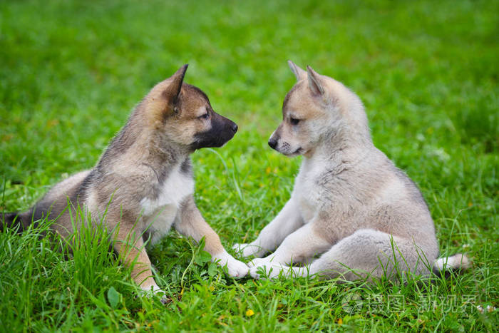 两个可爱的迷人的小狗莱卡品种的坐在绿色的草地上