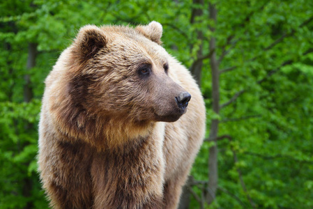 棕色的熊肖像。在森林里的大棕熊