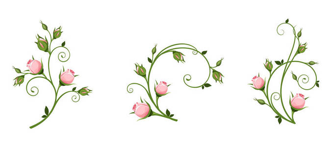 带粉红色花蕾的矢量装饰元素集在白色背景上被隔离