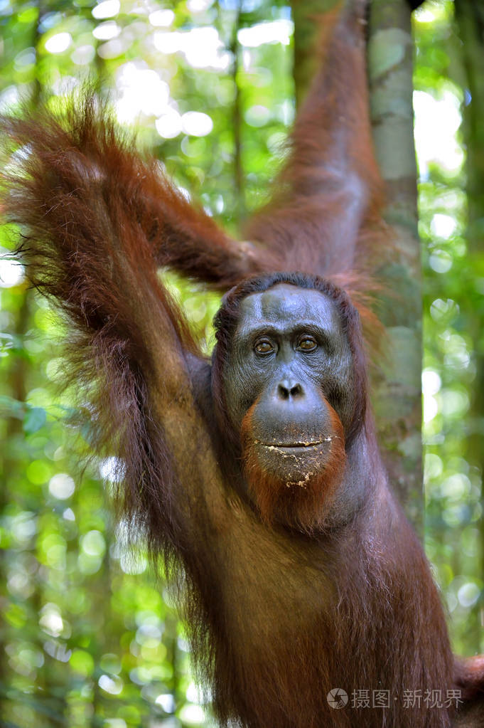 婆罗洲猩猩野性在树上
