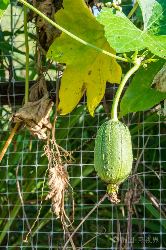 与叶新鲜西葫芦