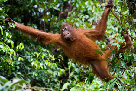 一只猩猩印度尼西亚