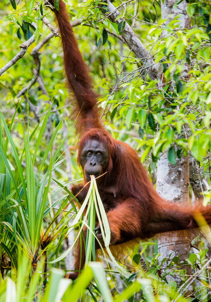 一只猩猩印度尼西亚