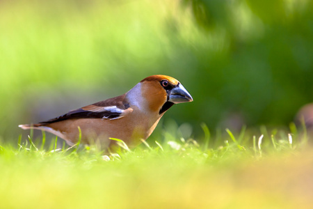 Hawfinch 字段中草