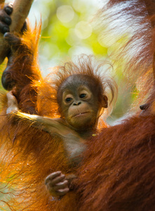 彭哥 猩猩宝宝。印度尼西亚