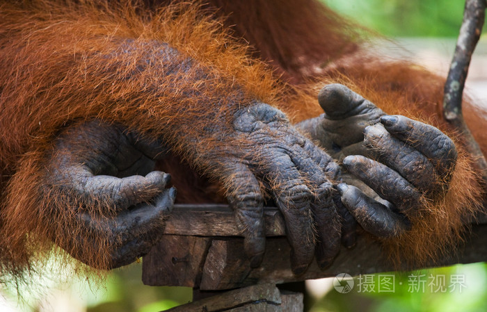2744px发票合同问题/红毛猩猩动物猩猩查看作者其他作品查看更多>雄性