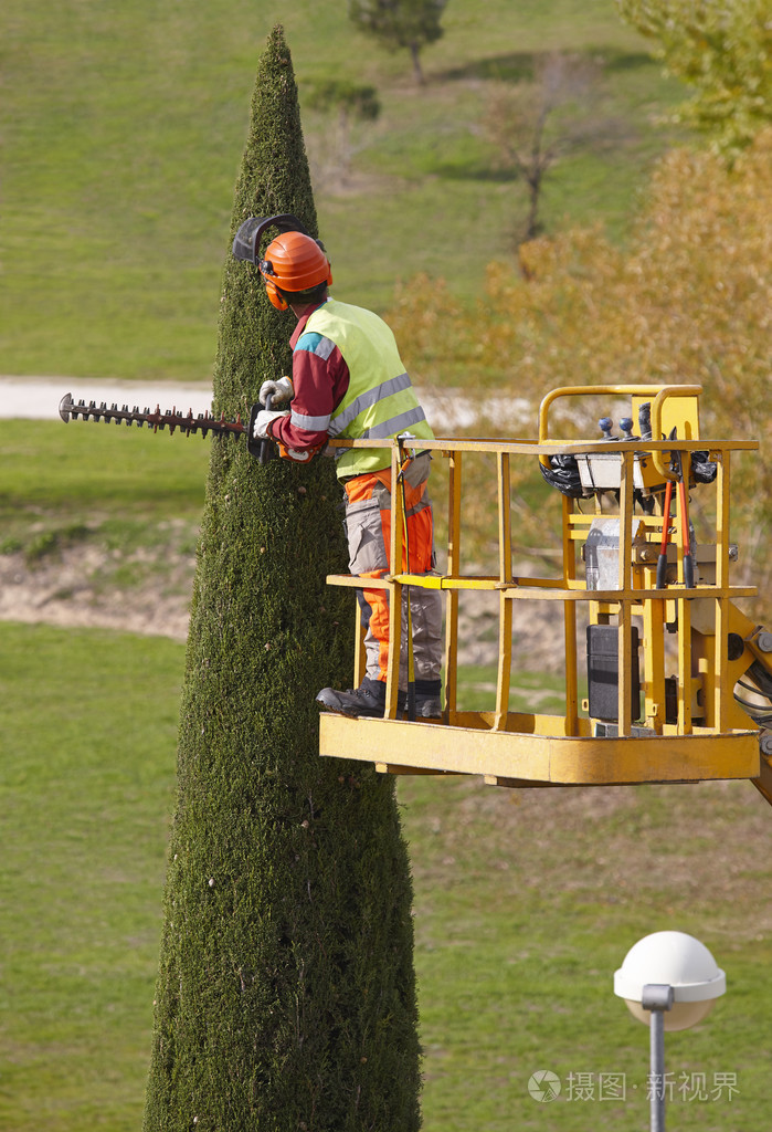 在起重机修剪用链锯的柏树上装备的人