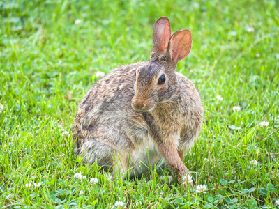 闭上一只大黑眼睛的野兔子的照片, 坐在绿草上的浅褐色毛皮和在草的格兰特公园吃的。
