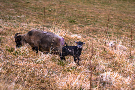 Glaumbaer2018年5月07日 冰岛 Glaumbaer 镇的山羊
