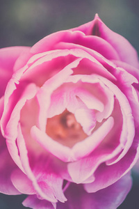 独特的厚芽粉红色郁金香花在春天花园里特写图像。场浅景深