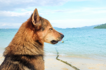 独自的狗在沙滩眺望大海