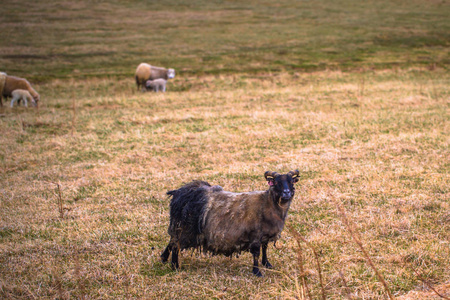 Glaumbaer2018年5月07日 冰岛 Glaumbaer 镇的山羊