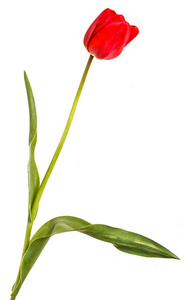 一个红色的郁金香。白色背景上孤立