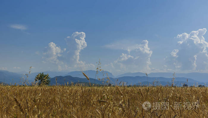 准备在美丽的山和云彩的背景下收割小麦
