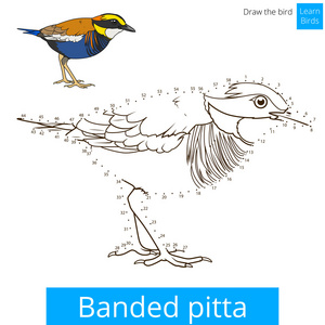 条带状的 pitta 鸟学会画矢量