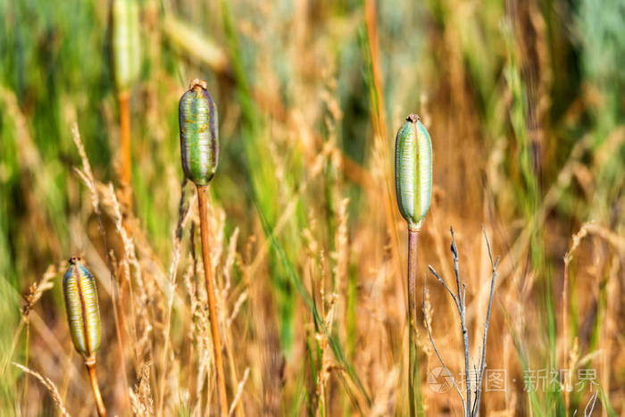 郁金香果实在田间生长