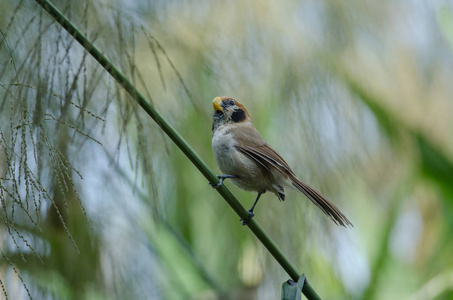 Parrotbill 上的点排扣