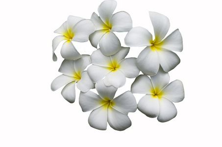 在白色背景上的白花