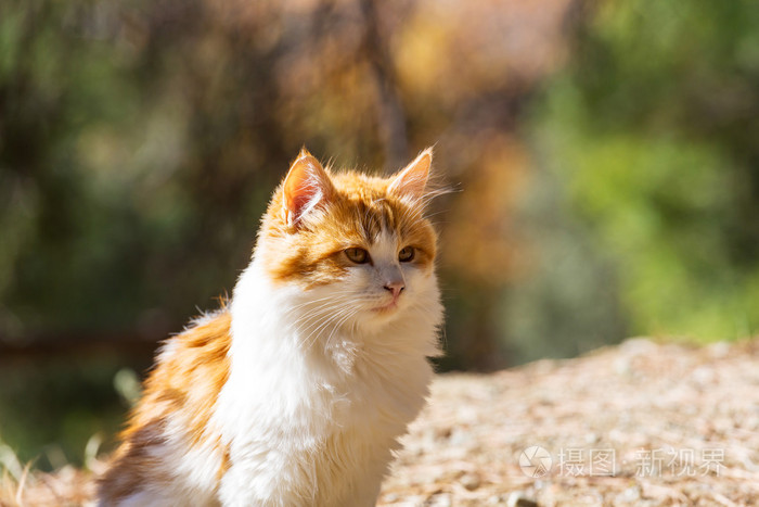 在塞浦路斯的可爱猫