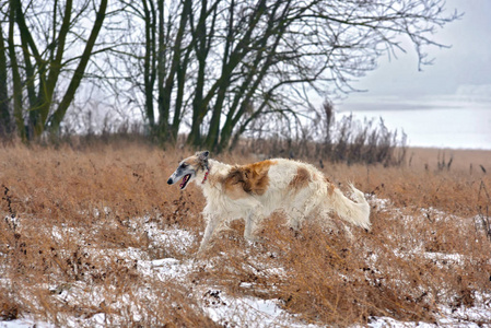 美丽的俄罗斯猎狗运行在冬季场背景