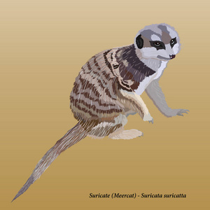 逼真的猫鼬 suricate 在浅米色背景下