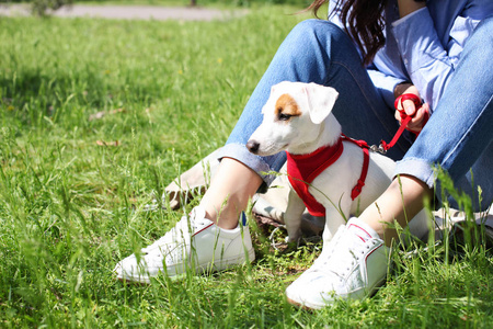 女主人与小宠物, 纯种狗.关闭, 复制空间照片
