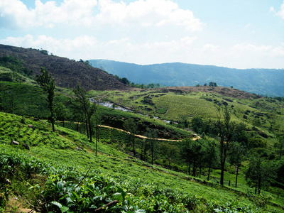 亚洲的绿茶种植园。刚蛾 是一个地方, 位于斯里兰卡南部。估计地面海拔高于海豹的水平是766米。巴特那庄园自然水滑梯