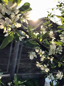 阳光明媚的春天花园里的开花树