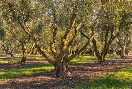 橄榄园橄榄树与成熟橄榄生长的特写