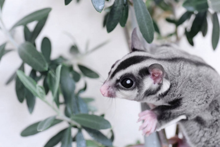 白色在窗帘上的蜜袋鼯蜜袋鼯,petaurus breviceps,白色蜜袋鼯,pe