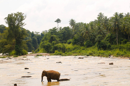 大象在水中的全景视图