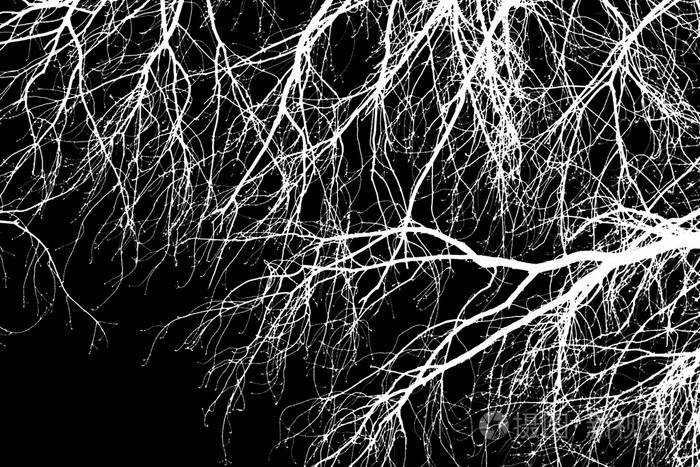 在黑色背景上的白色树枝